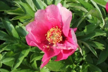 Load image into Gallery viewer, Peony 'Itoh Pink Ardour'