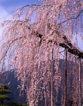 Load image into Gallery viewer, Cherry Tree 'Brooks'