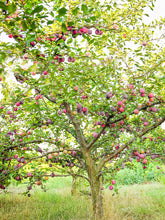 Load image into Gallery viewer, Plum Tree 'Ozark Premier'