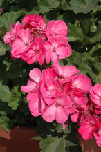 Load image into Gallery viewer, Geraniums