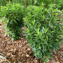 Load image into Gallery viewer, Skip Cherry Laurel 'Schipkaensis'