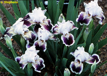 Load image into Gallery viewer, German Iris 'Puddy Tat'