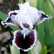 Load image into Gallery viewer, German Iris 'Puddy Tat'