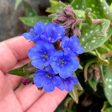 Load image into Gallery viewer, Pulmonaria 'Nova Cobalt'