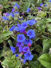 Load image into Gallery viewer, Pulmonaria 'Nova Cobalt'