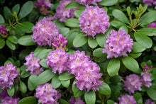 Load image into Gallery viewer, Rhododendron 'Roseum Elegans'