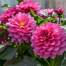 Load image into Gallery viewer, Dahlias