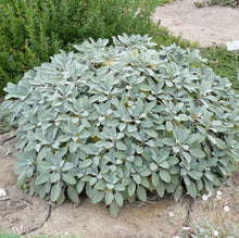 Load image into Gallery viewer, Herb Trio- Sage Berggarten