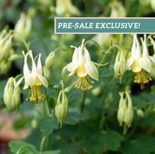 Load image into Gallery viewer, Aquilegia 'Corbett'