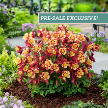 Load image into Gallery viewer, Aquilegia Earlybird™ 'Red Yellow'