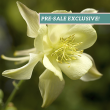 Load image into Gallery viewer, Aquilegia KIRIGAMI™ Yellow