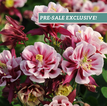 Load image into Gallery viewer, Aquilegia 'Winky Double Red-White'