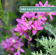 Load image into Gallery viewer, Arabis 'Spring Charm'