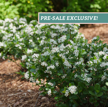Load image into Gallery viewer, Aronia 'Low Scape Mound'