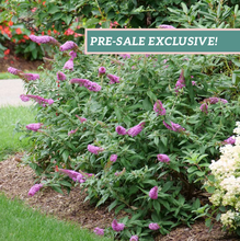 Load image into Gallery viewer, Buddleia 'Pugster Pinker'