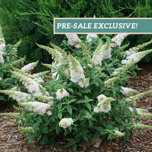 Load image into Gallery viewer, Buddleia' Pugster White'