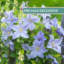 Load image into Gallery viewer, Clematis 'Blue Angel'