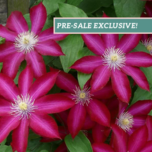 Load image into Gallery viewer, Clematis 'Bourbon'