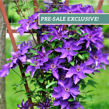 Load image into Gallery viewer, Clematis 'The President'