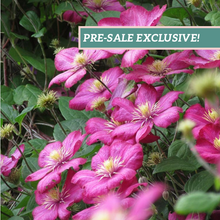 Load image into Gallery viewer, Clematis 'Ville de Lyon'