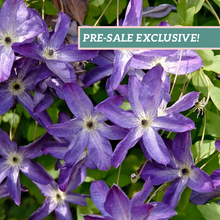Load image into Gallery viewer, Clematis 'Venosa Violacea'