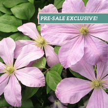 Load image into Gallery viewer, Clematis 'Comtesse de Bouchaud'