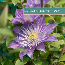 Load image into Gallery viewer, Clematis 'Crystal Fountain'