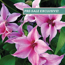 Load image into Gallery viewer, Clematis 'Duchess of Albany'