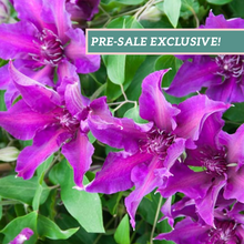 Load image into Gallery viewer, Clematis 'Fleuri'