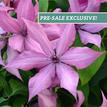 Load image into Gallery viewer, Clematis 'Giselle'