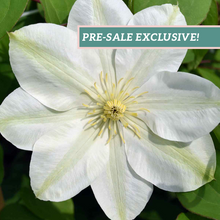 Load image into Gallery viewer, Clematis 'Guernsey Cream'