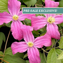 Load image into Gallery viewer, Clematis 'Inspiration'