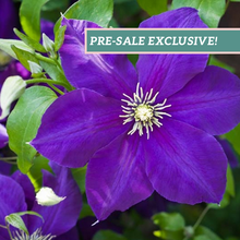 Load image into Gallery viewer, Clematis 'Jackmanii'