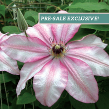 Load image into Gallery viewer, Clematis 'John Warren'
