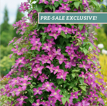 Load image into Gallery viewer, Clematis 'Jolly Good'