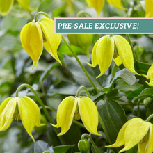 Load image into Gallery viewer, Clematis 'Little Lemons'