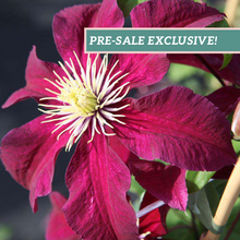 Load image into Gallery viewer, Clematis 'Niobe'