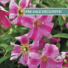Load image into Gallery viewer, Clematis 'Pink Mink'