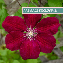 Load image into Gallery viewer, Clematis 'Red Cardinal'