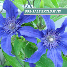 Load image into Gallery viewer, Clematis 'Sapphire Indigo'