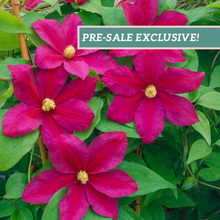 Load image into Gallery viewer, Clematis 'Sunset'