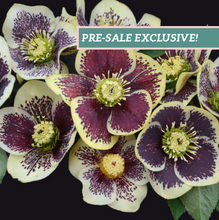 Load image into Gallery viewer, Helleborus Honeymoon® 'Rio Carnival'