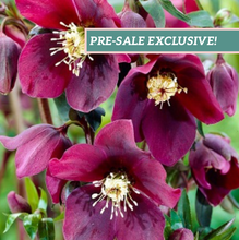 Load image into Gallery viewer, Helleborus 'Rome in Red'