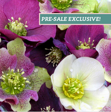 Load image into Gallery viewer, Helleborus Royal Heritage® Strain