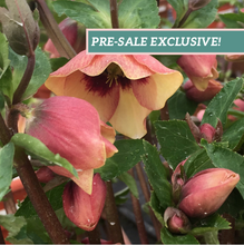 Load image into Gallery viewer, Helleborus Honeymoon® 'Sandy Shores'
