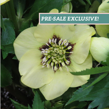 Load image into Gallery viewer, Helleborus Honeymoon® 'Spanish Flare'