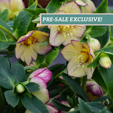 Load image into Gallery viewer, Helleborus 'Tropical Sunset'