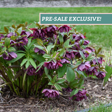 Load image into Gallery viewer, Helleborus 'True Love'