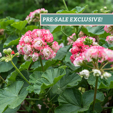 Load image into Gallery viewer, Geranium 'Apple Blossom'