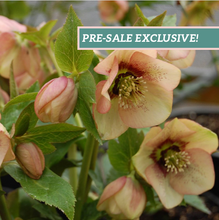 Load image into Gallery viewer, Helleborus 'Apricot Blush'